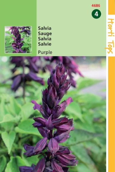 Scarlet sage Purple (Salvia splendens) 250 seeds